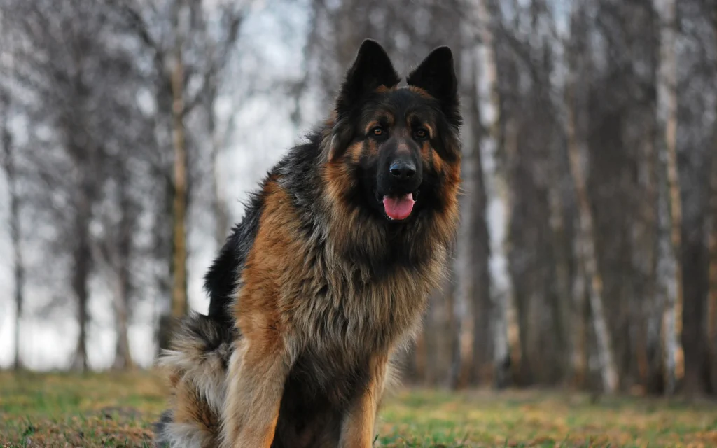 king long haired german shepherd