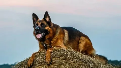 king long haired german shepherd