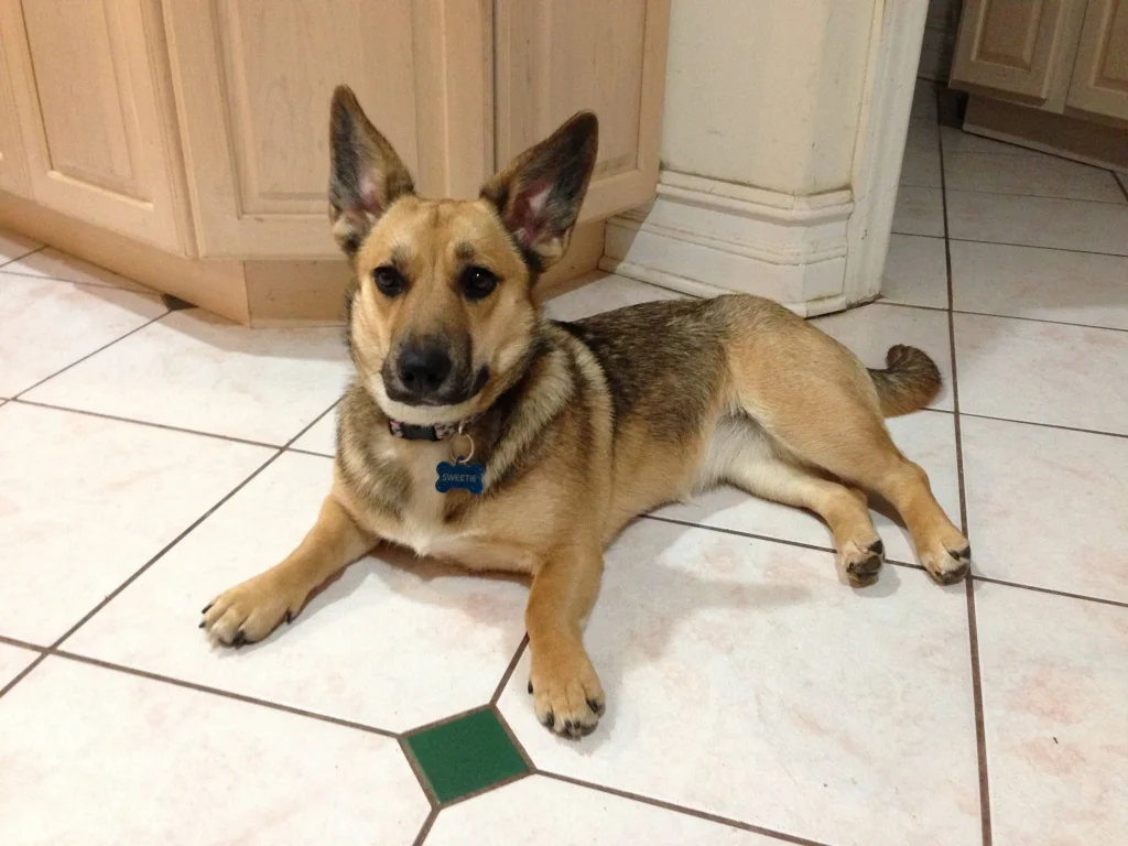 german shepherd and chihuahua mix
chihuahua mixed with german shepherd