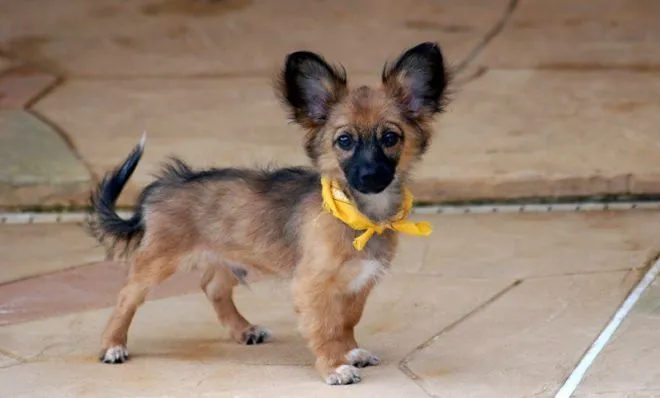 german shepherd and chihuahua mix
chihuahua mixed with german shepherd