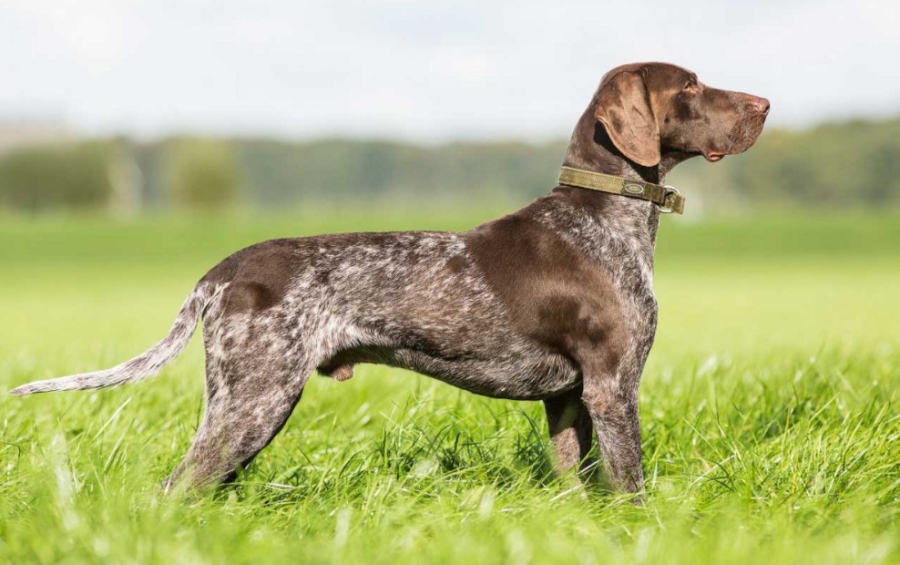 Pointer dog