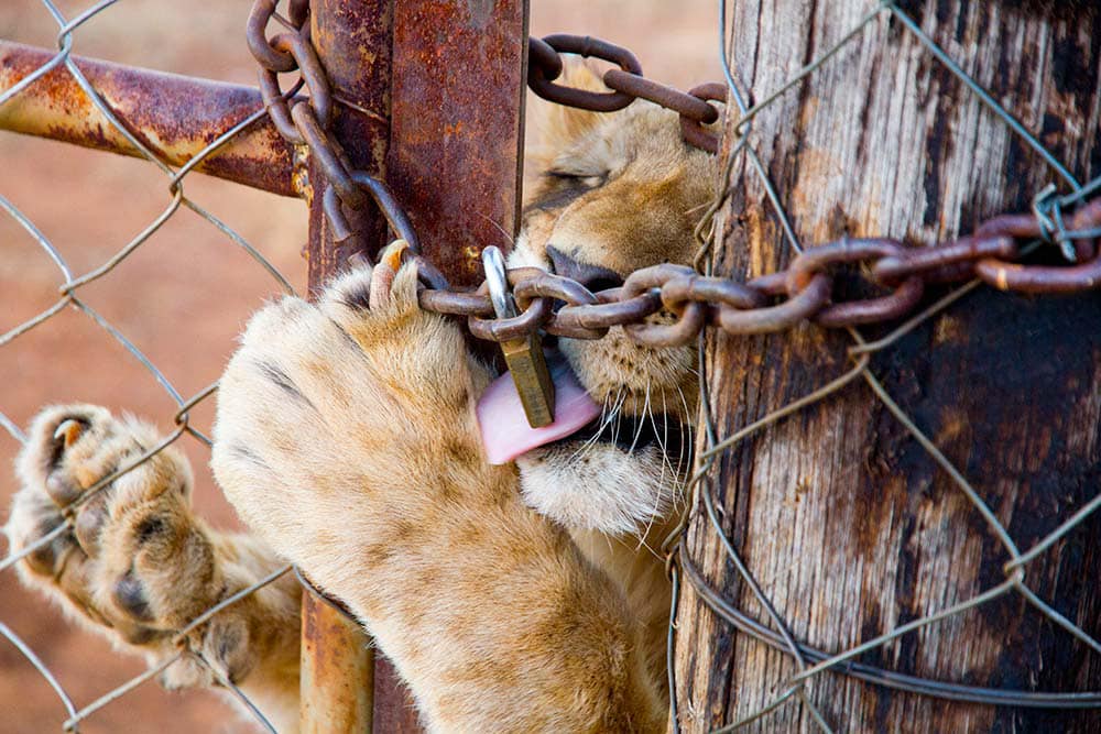 Caged Lion - Blood Lions