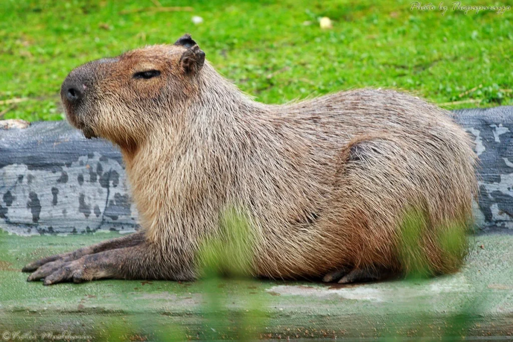 friendly animals
friendliest animal
the friendliest animal in the world
most friendly animal
friendly wild animals
wild animals that are friendly to humans