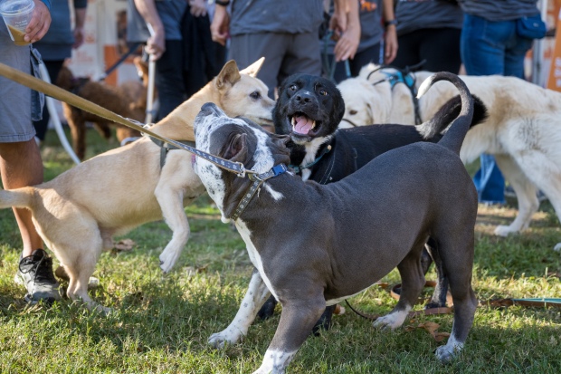 Dogs play at a dog walk “Strut Your Mutt” fundraiser...