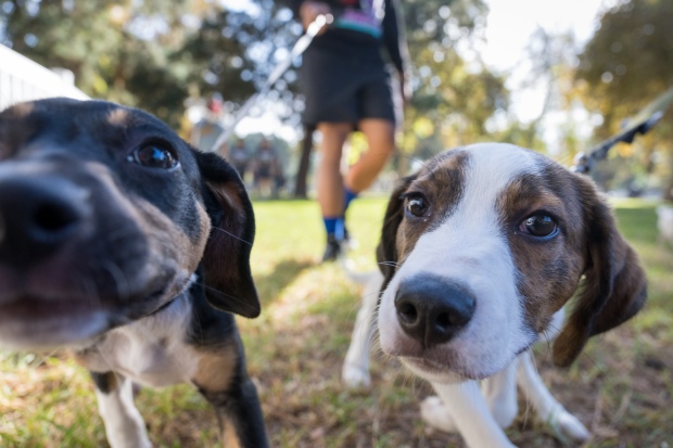 Dogs check out a camera at the “Strut Your Mutt”...