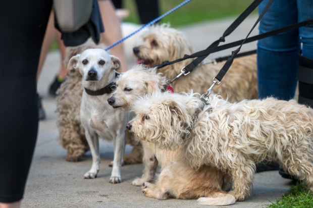 Dogs check out the action at a dog walk “Strut...