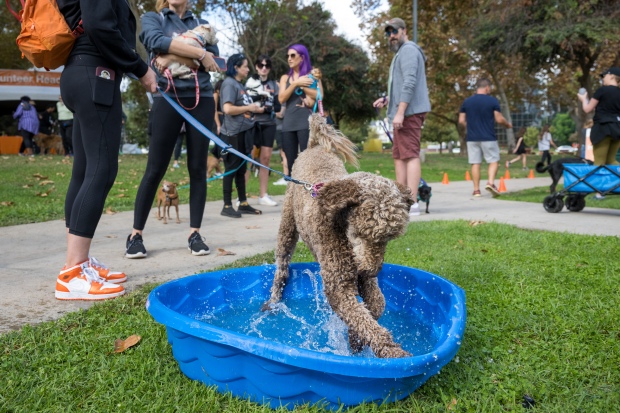 “Izzy” plays in water at a dog walk “Strut Your...