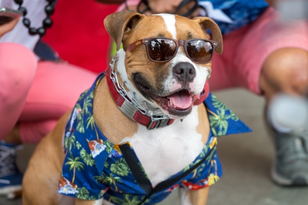 “Gussie” wins the best costume contest at a dog walk...