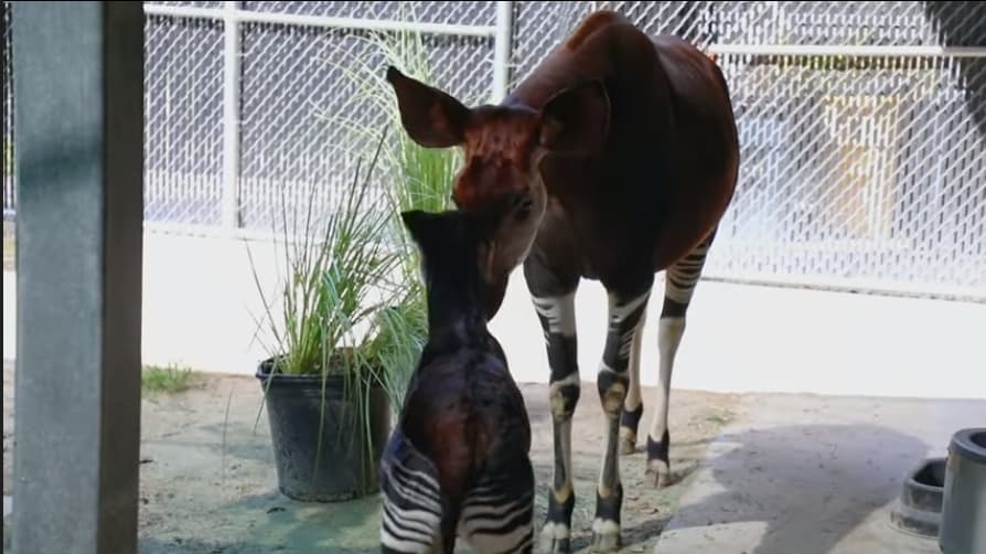 Disney okapi