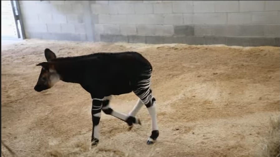 Disney okapi 