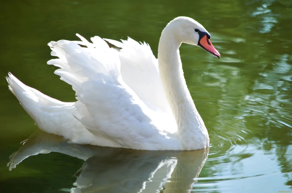 friendly animals
friendliest animal
the friendliest animal in the world
most friendly animal
friendly wild animals
wild animals that are friendly to humans