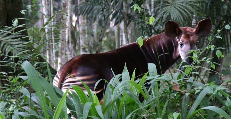 Disney okapi 