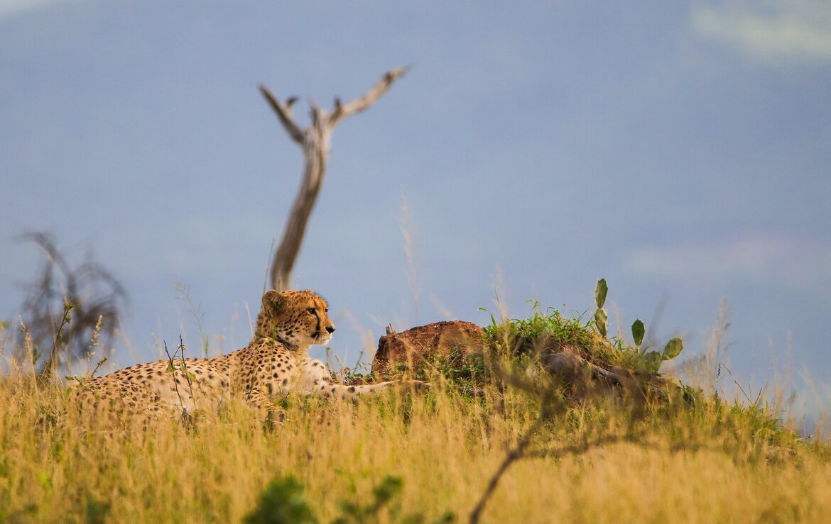 Predators of Zululand - Cheetah