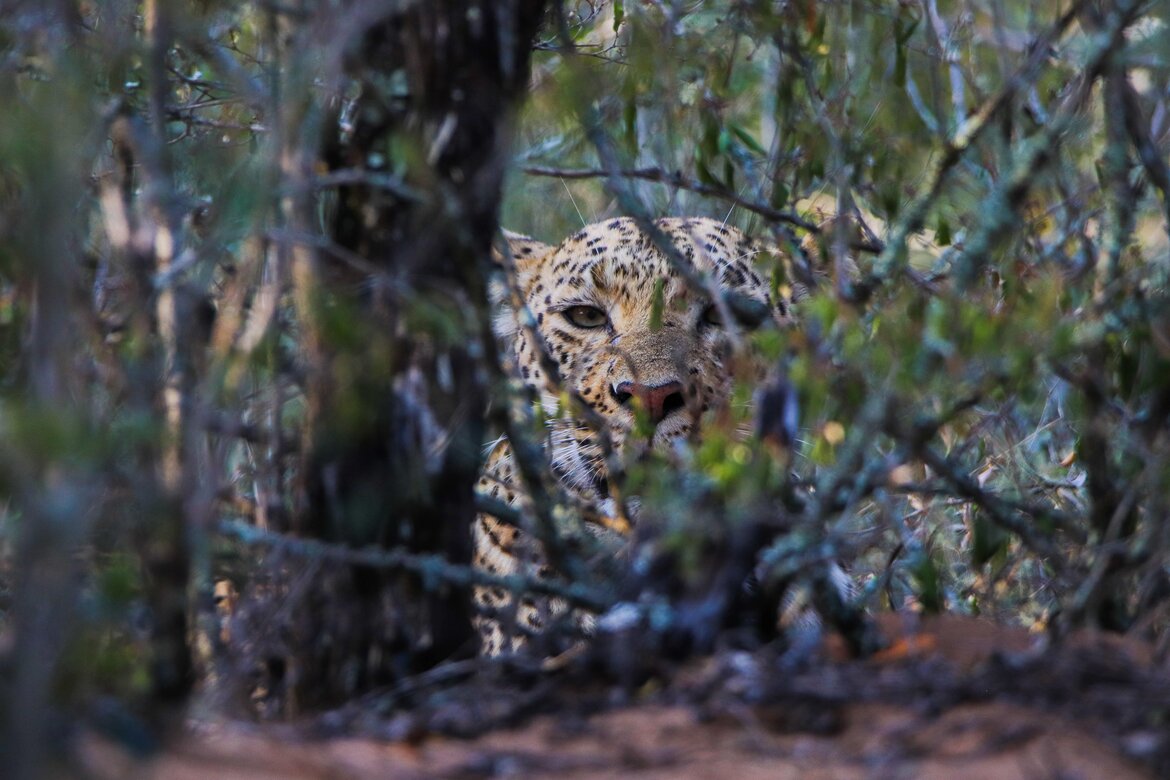 Predators of Zululand - Leopard