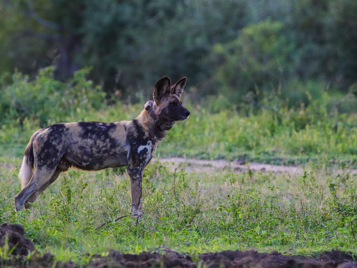 Predators of Zululand - African Wild Dogs