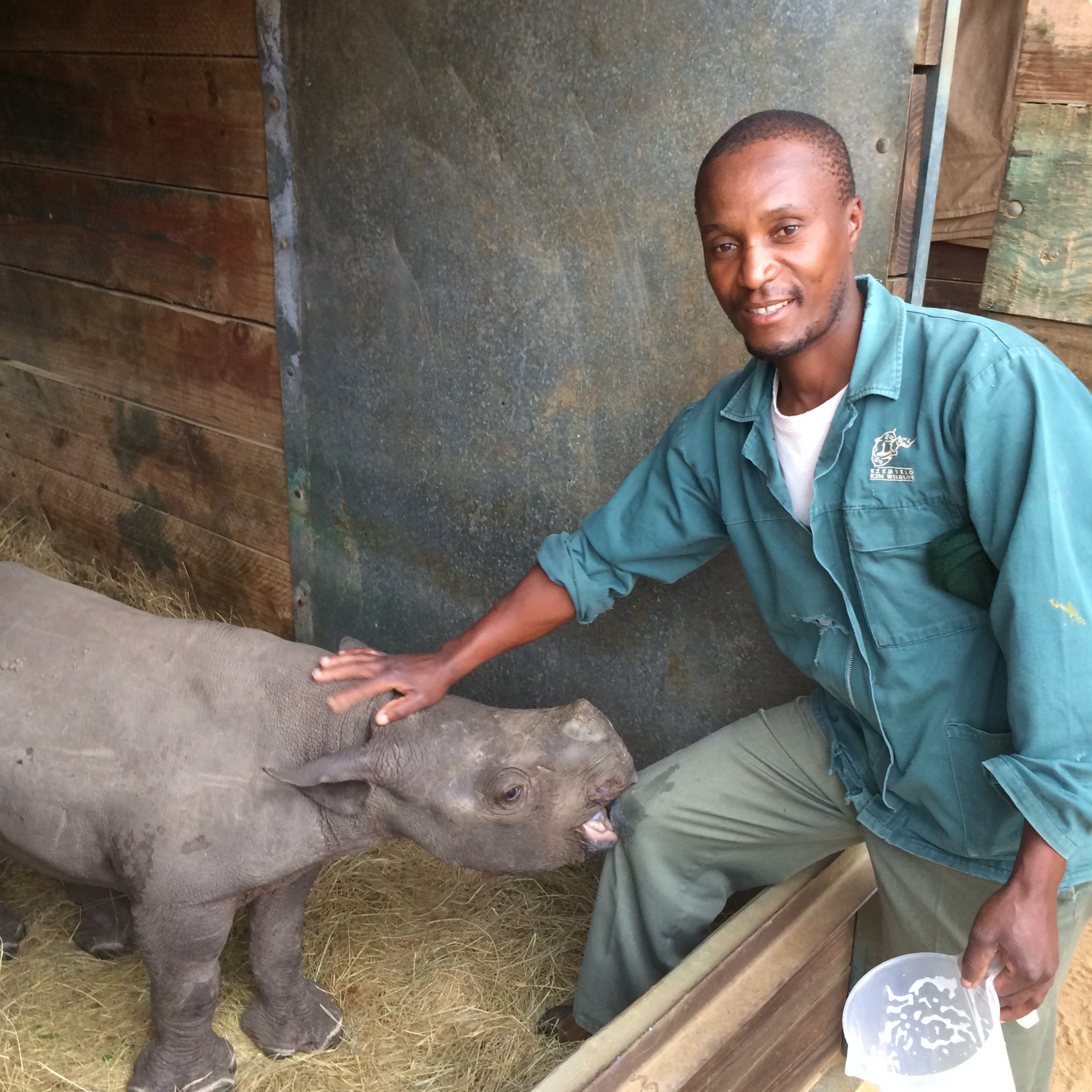 Black Rhino Released onto Babanango Game Reserve