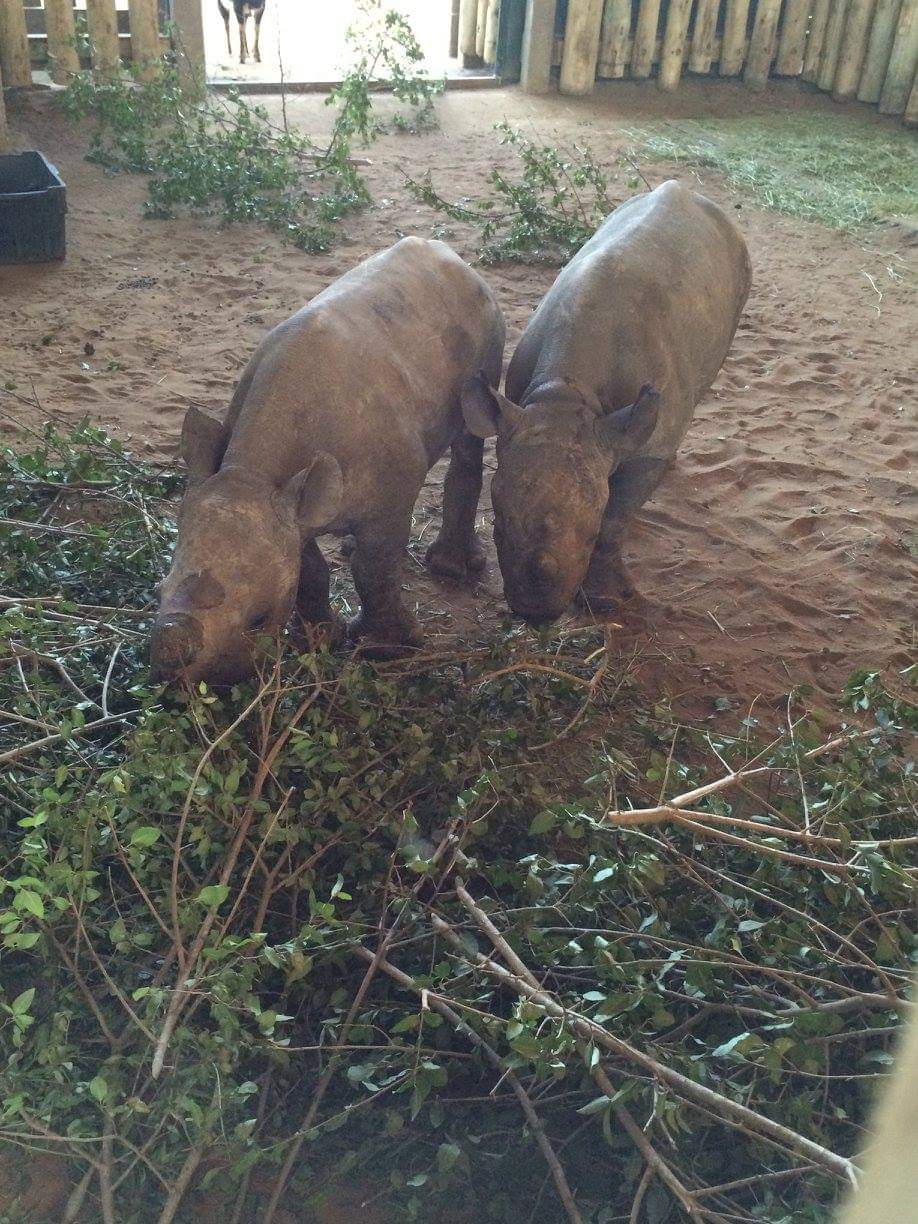 Black Rhino Release of Four Orphans Back into the Wild