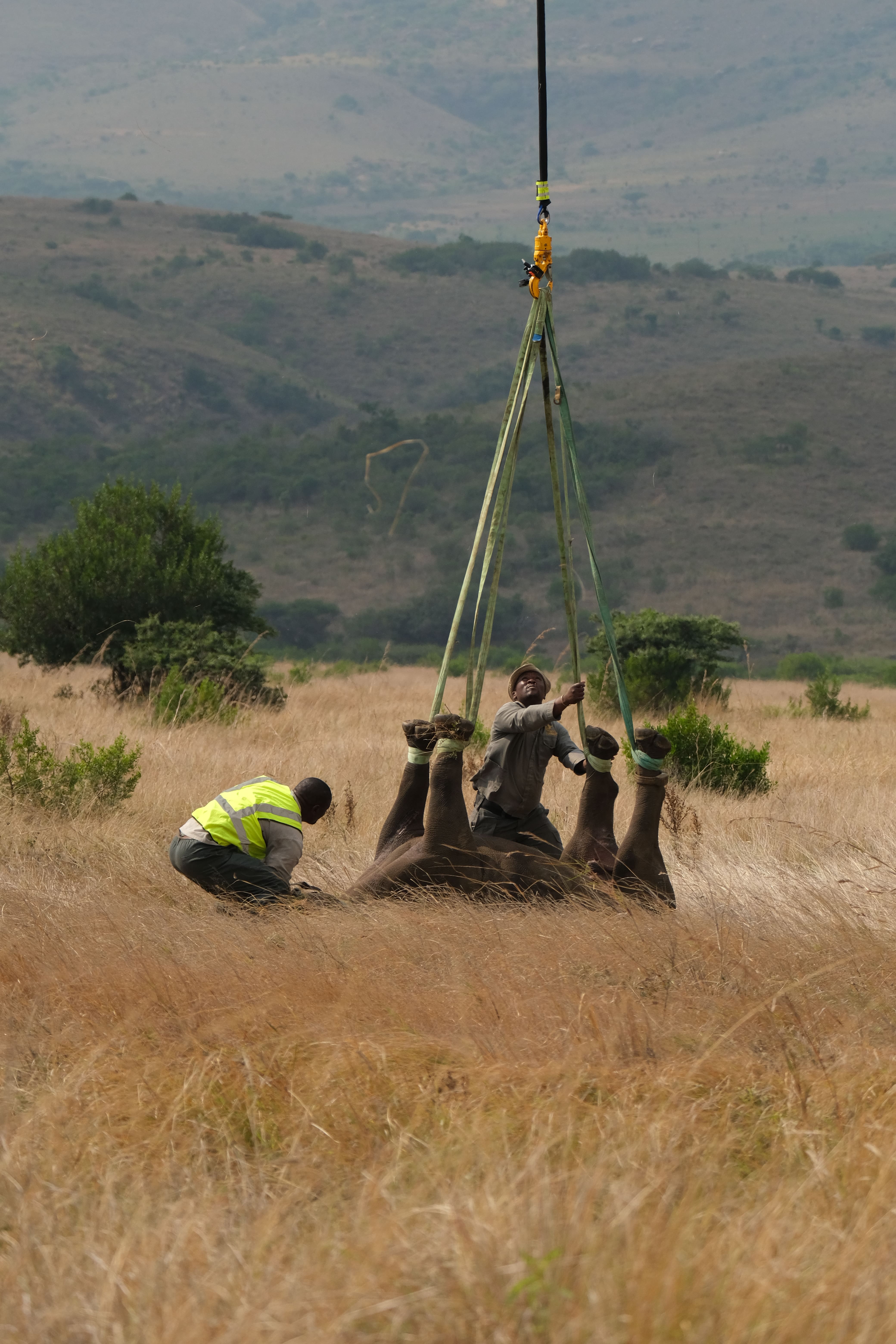 Black Rhino Release of Four Orphans Back into the Wild