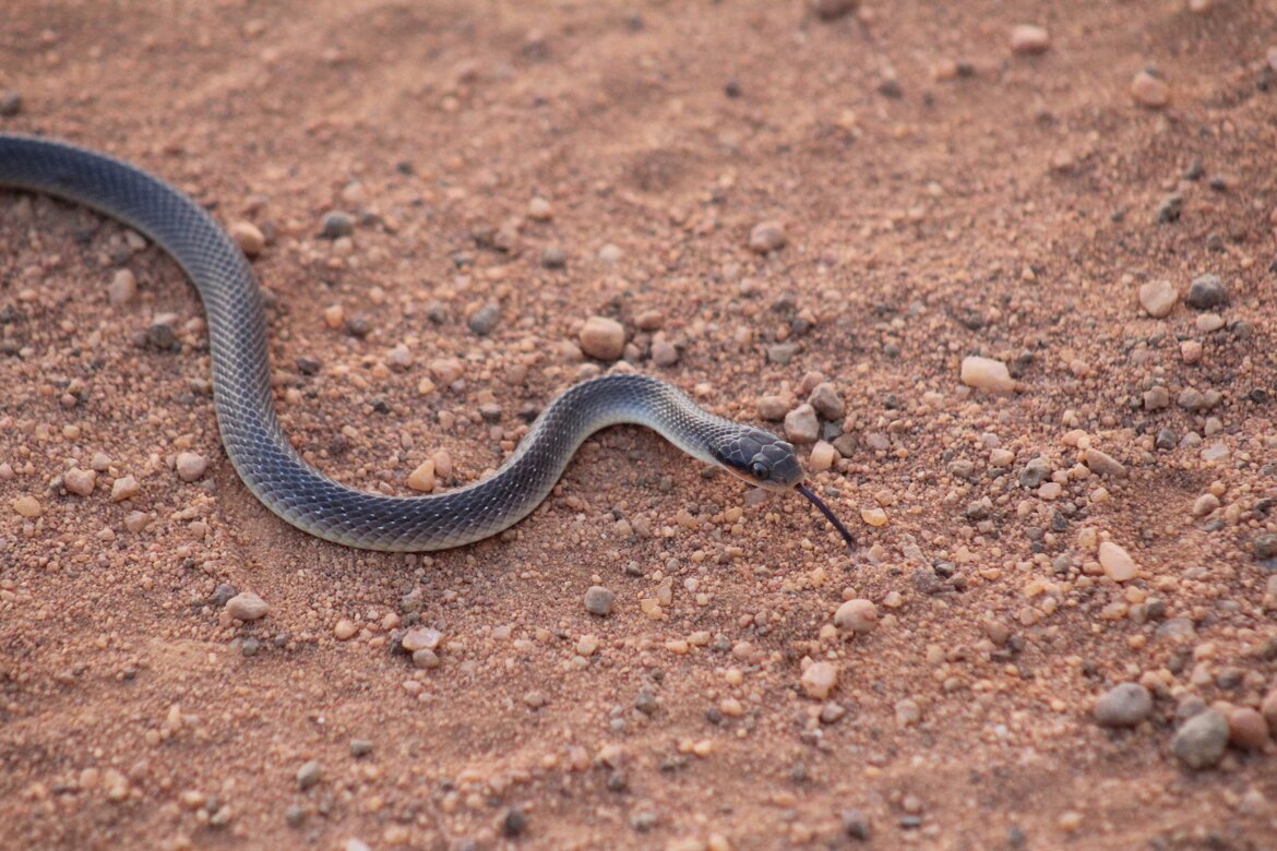 Snakes in Zululand: Herald or Red-lipped Snake (Crotaphopeltis hotamboeia)