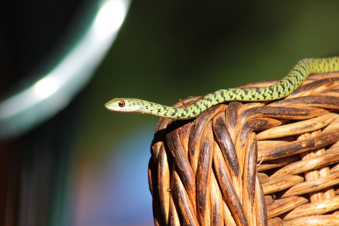 Zululand Snakes: Spotted Bush Snake (Philothamnus semivariegatus)