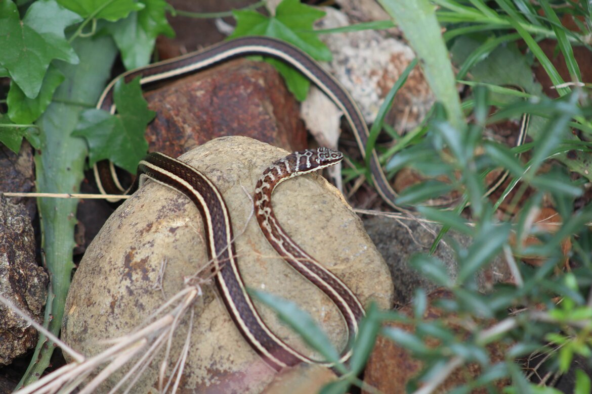 Western Yellow-bellied Sand Snake (Psammophis subtaeniatus) 