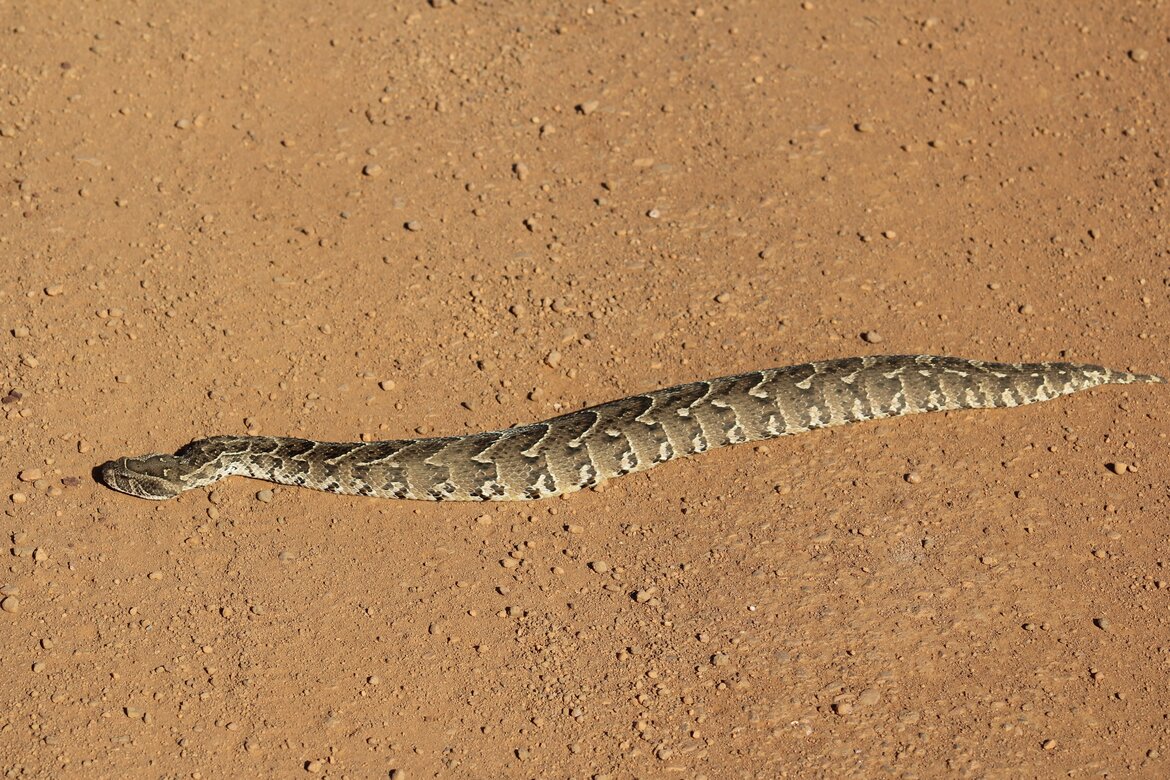 Snakes of Zululand: Puff Adder (Bitis arietans arietans)