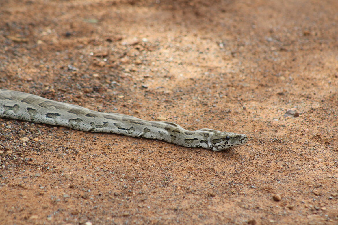 Snakes of Zululand: Southern African Python (Python natalensis)