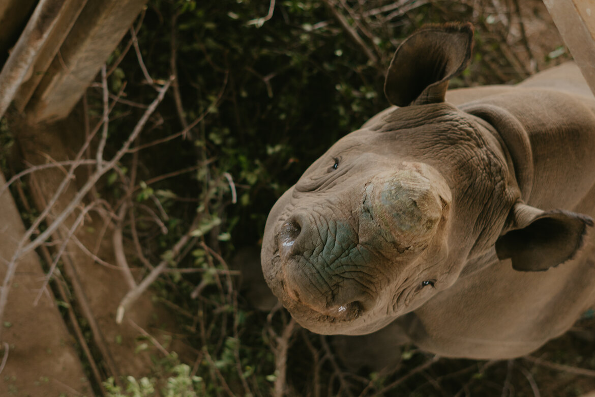 Black Rhino Release of Four Orphans Back into the Wild