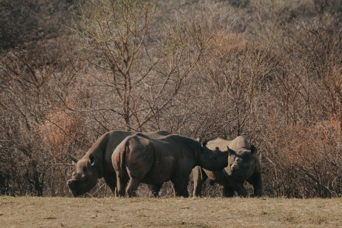 Black Rhino Release of Four Orphans Back into the Wild