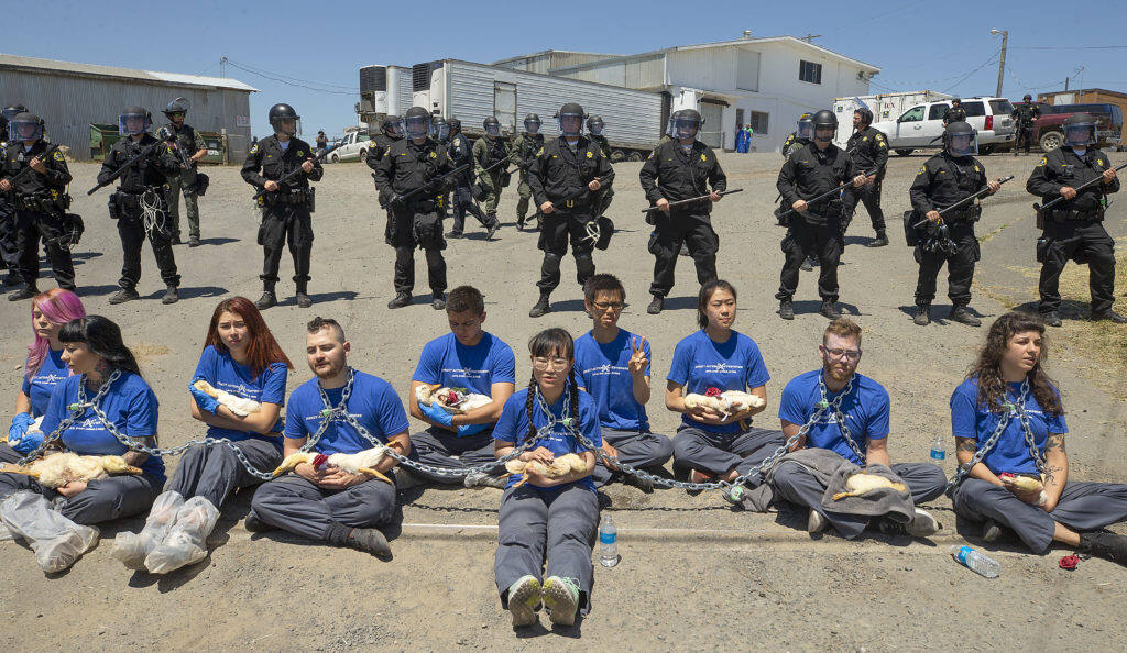 Law enforcement officers in riot gear wait to arrest animal rights activists holding dead ducks they claim to have found inside the Reichardt Duck Farm on Middle Two Rock Road on Monday, June 3, 2019.  (photo by John Burgess/The Press Democrat)