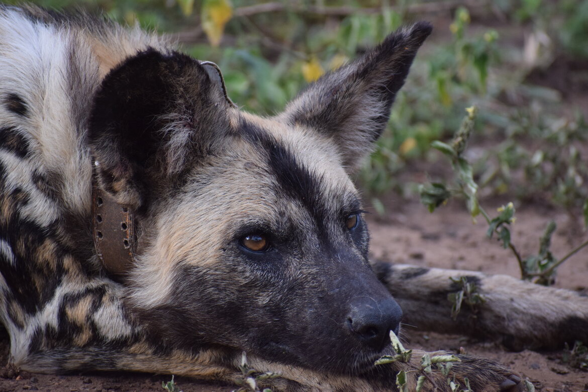 Conserving African Wild Dogs