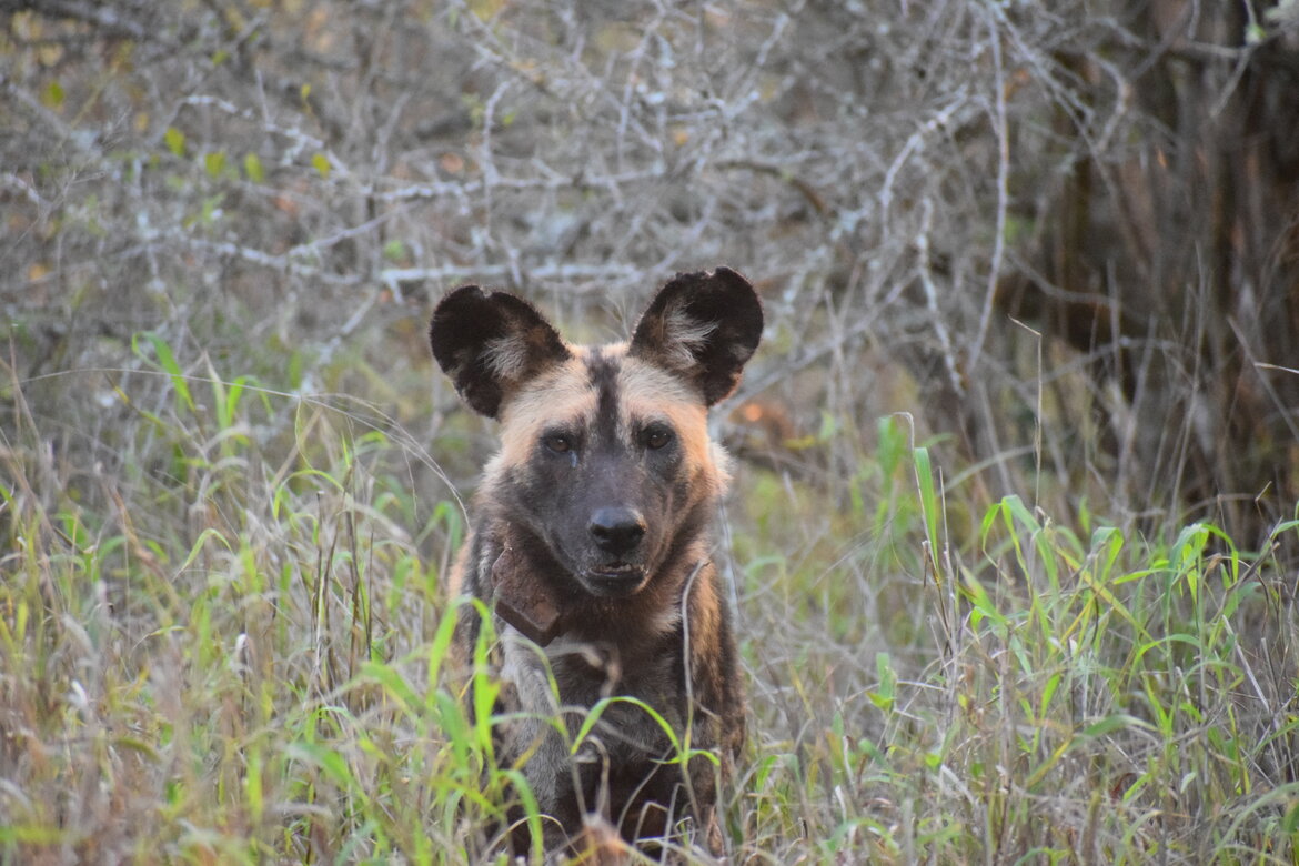 Conserving African Wild Dogs