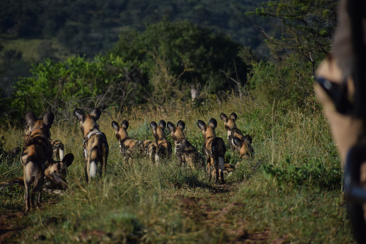 Conserving African Wild Dogs