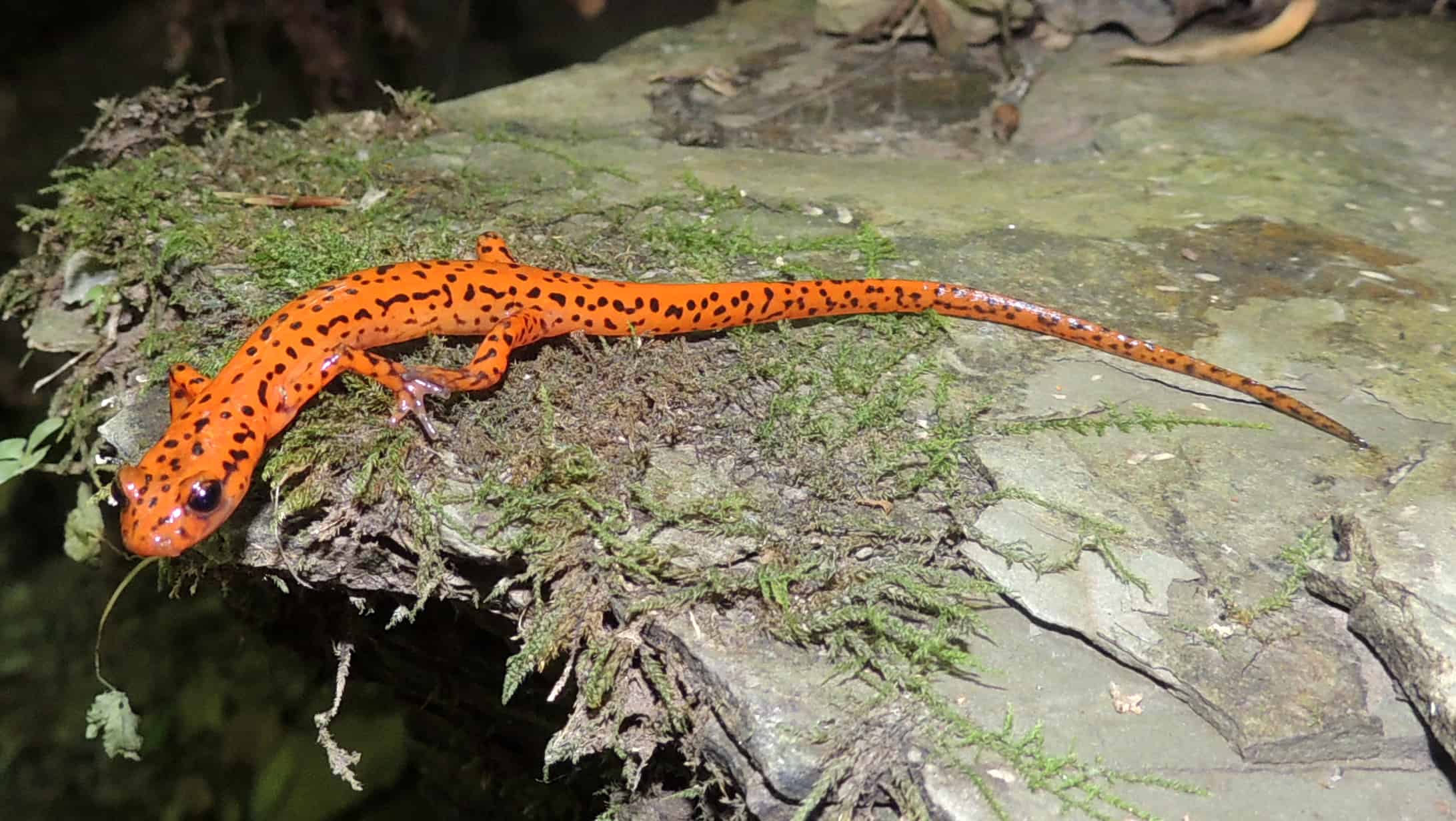 11 Rare Animals That Live in Kentucky's Mammoth Cave