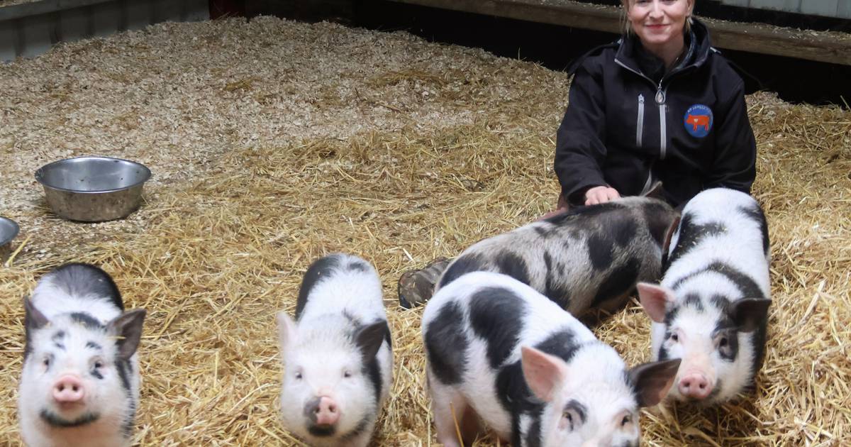 Singer turned pig rescuer makes home for animals ‘written off as just for food’ – The Irish Times