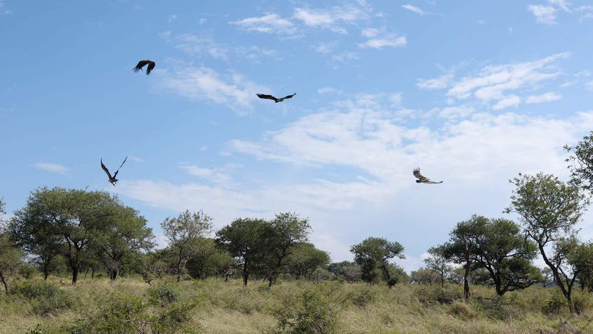 Five Rehabilitated Vultures Released Back into the Wild