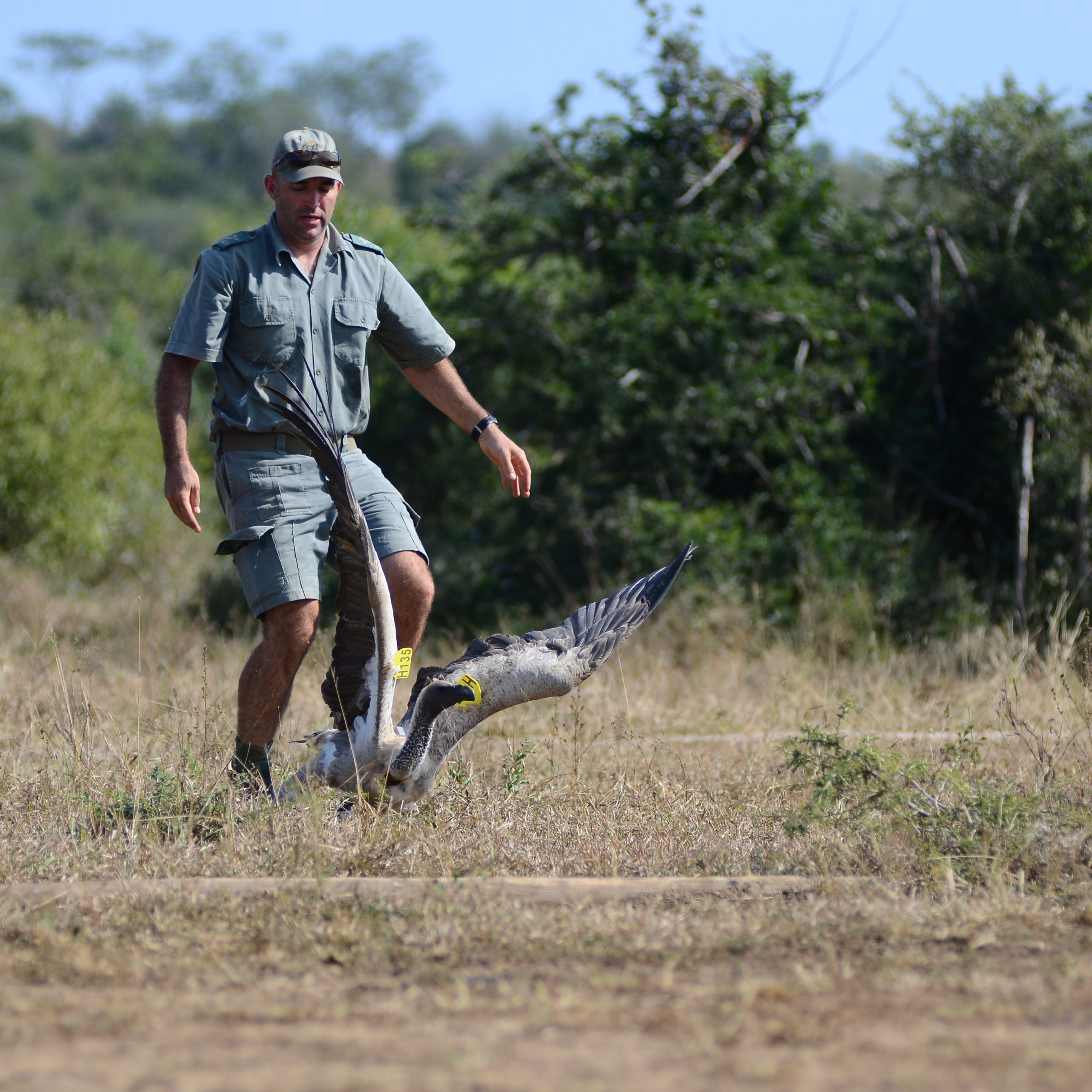 Vulture Conservation in Zululand - Behind the Scenes