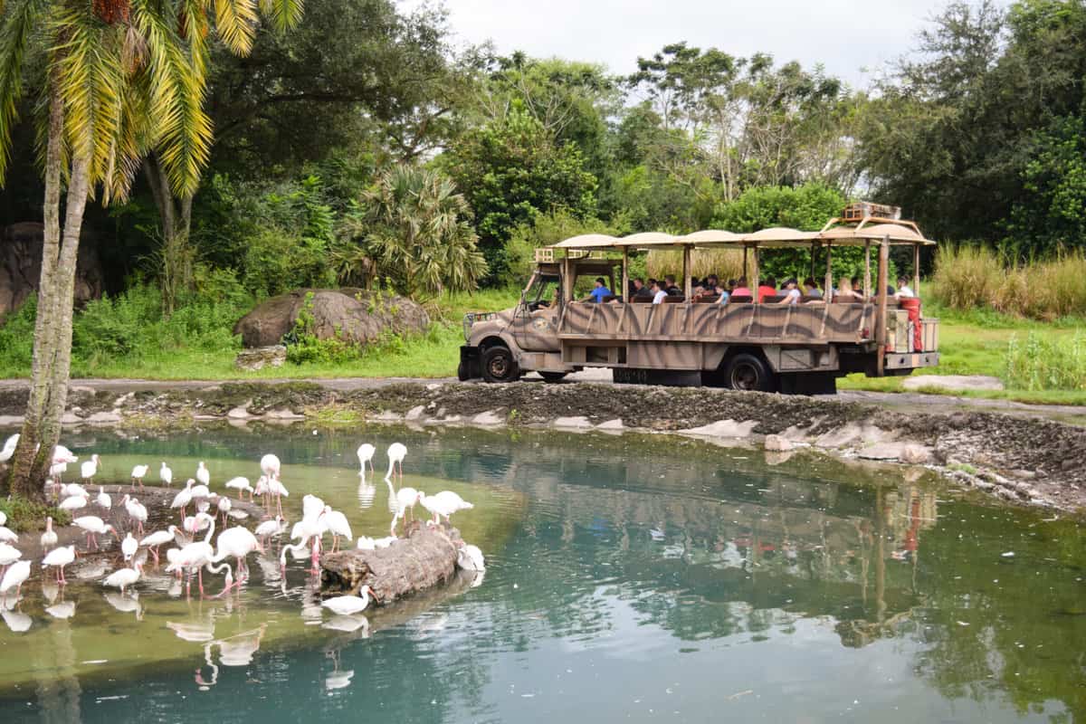 Flamingos on Kilimanjaro Safaris at Disney's Animal Kingdom