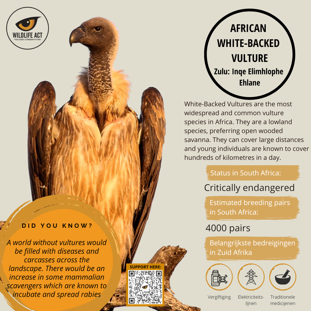 African White-Backed Vulture facts