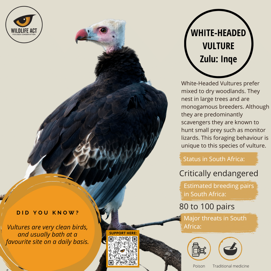 White-Headed Vulture facts