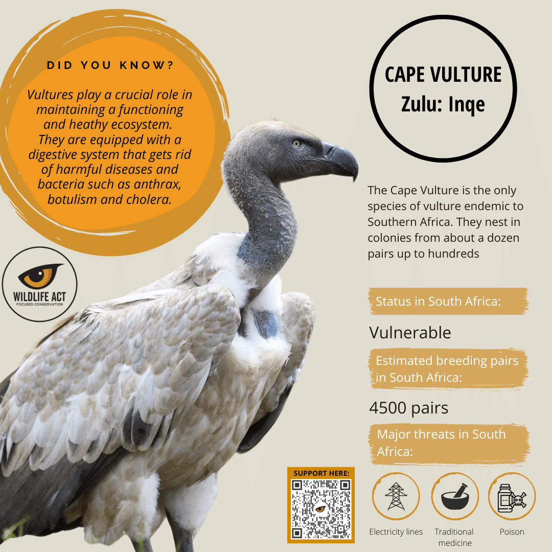 Cape Vulture Facts