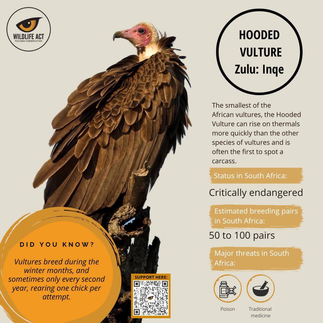 Hooded Vulture facts