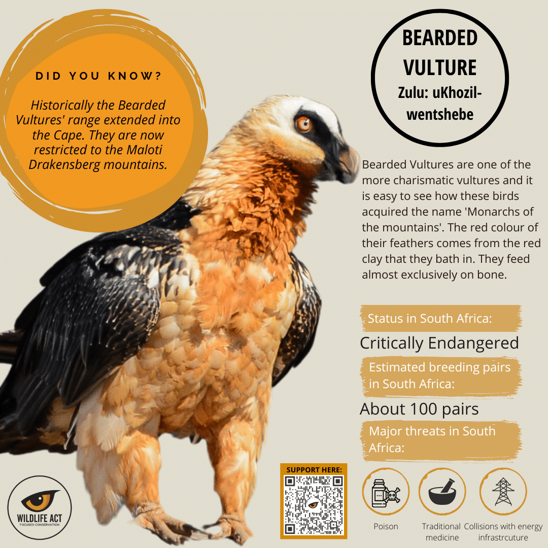 Bearded Vulture Facts