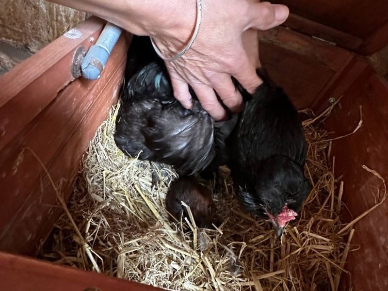 Baby squirrel ‘adopted’ by hen rescued by animal welfare charity