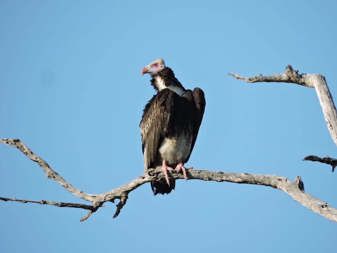 Vulture species of South Africa - White-Headed Vulture