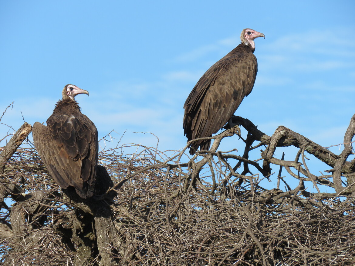 Vulture species of South Africa - Hooded Vulture