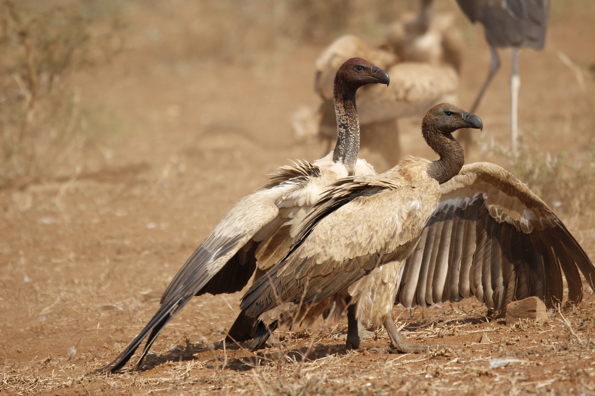 Vulture species of South Africa - White-Backed Vulture