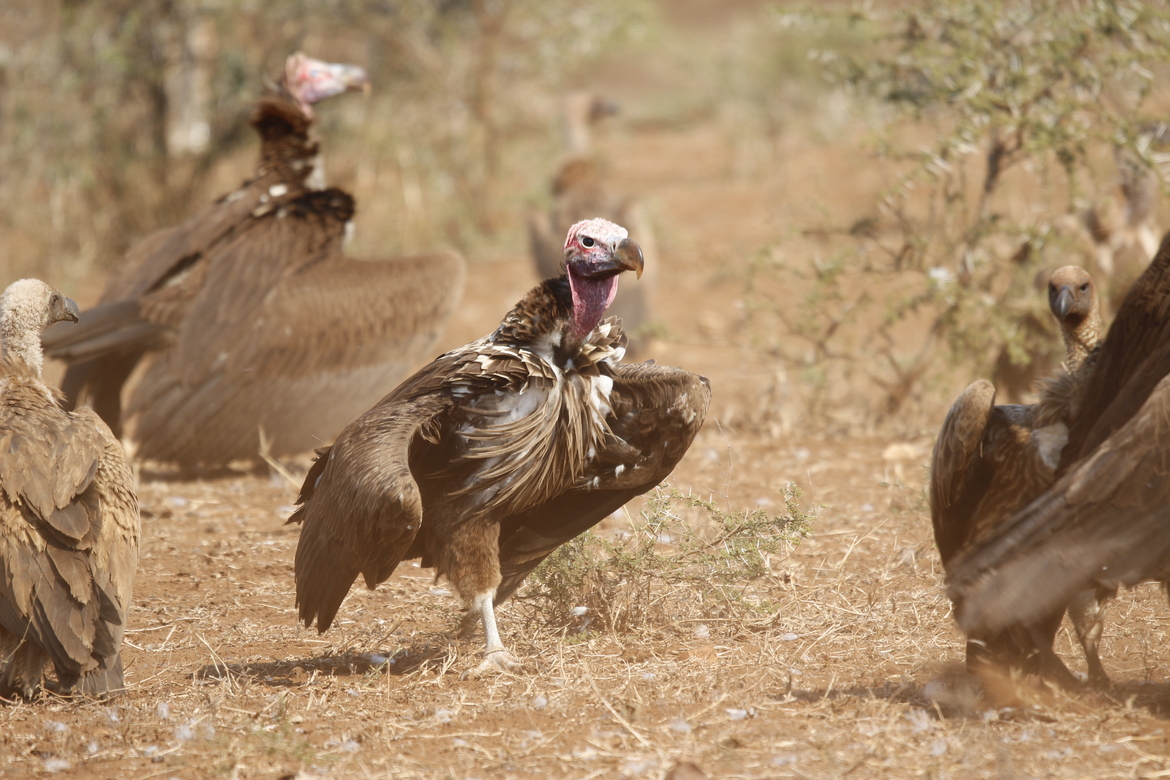 Vulture species of South Africa - Lappet-Faced Vulture