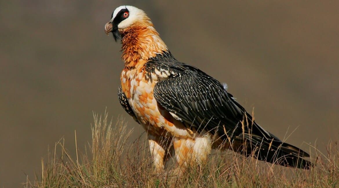 Vulture species of South Africa - Bearded Vulture