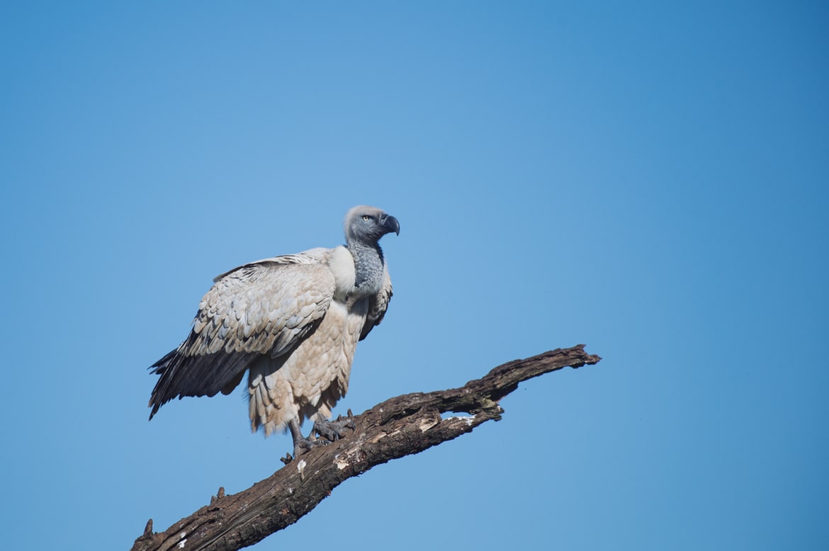 Vulture species of South Africa - Cape Vulture